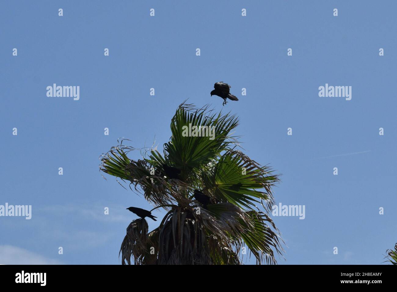 Silhouette of black crows in a palm tree Stock Photo Alamy