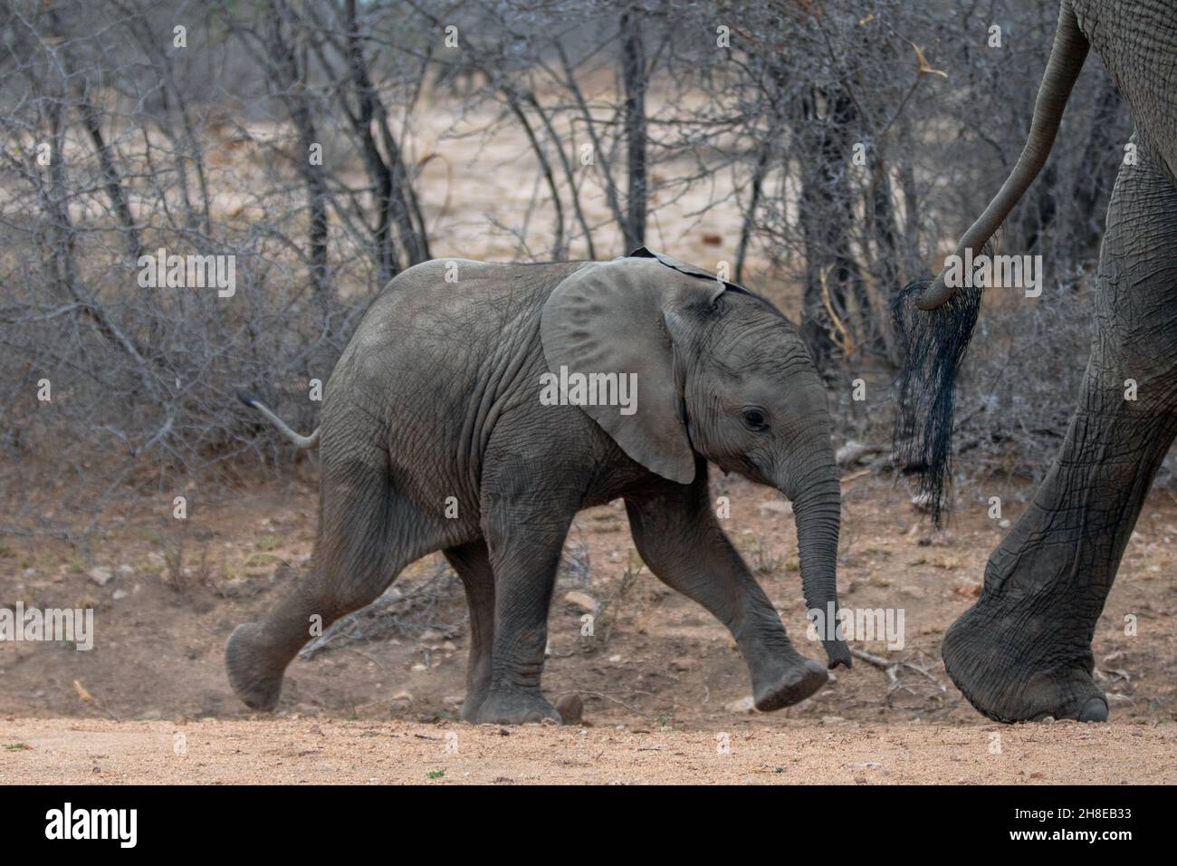 Cute African Elephant baby following his mother in Kruger National Park ...