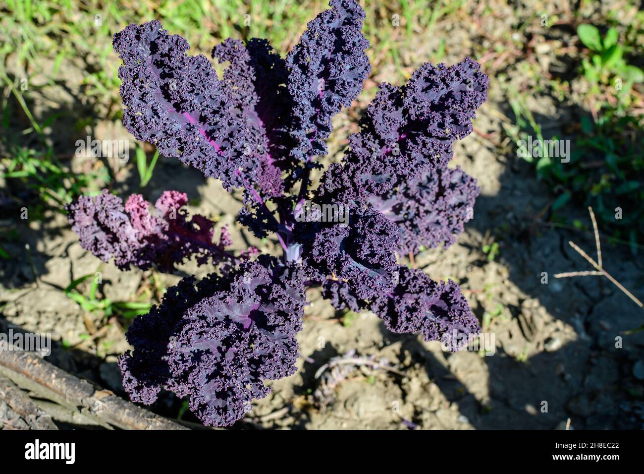 Large group of fresh organic green leaves of purple curly kale or leaf cabbage in an organic garden, in a sunny autumn day, beautiful outdoor monochro Stock Photo