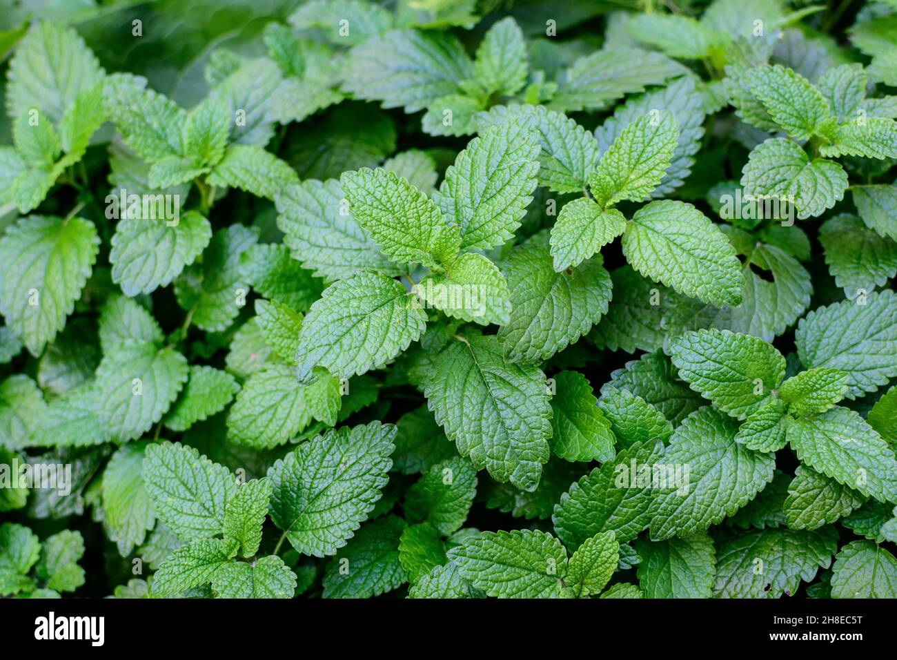 Many fresh green leaves of Lemon balm (Melissa officinalis) plant in direct sunlight, in a herbs garden, in a sunny summer day, beautiful outdoor mono Stock Photo