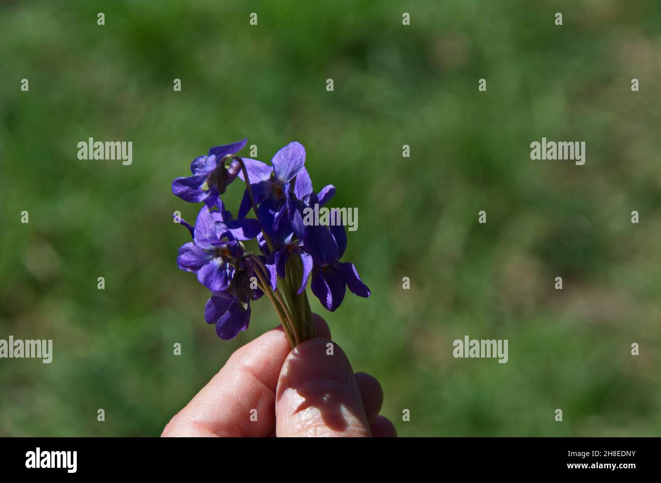 Pansy Violet, Heartsease or Viola odorata blooming in the garden, Sofia, Bulgaria Stock Photo
