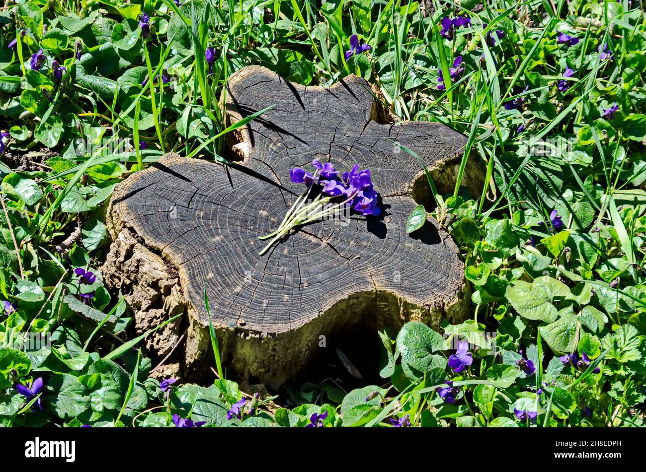 Bouquet of purple field violets on a part of a cut log with annual circles, Sofia, Bulgaria Stock Photo