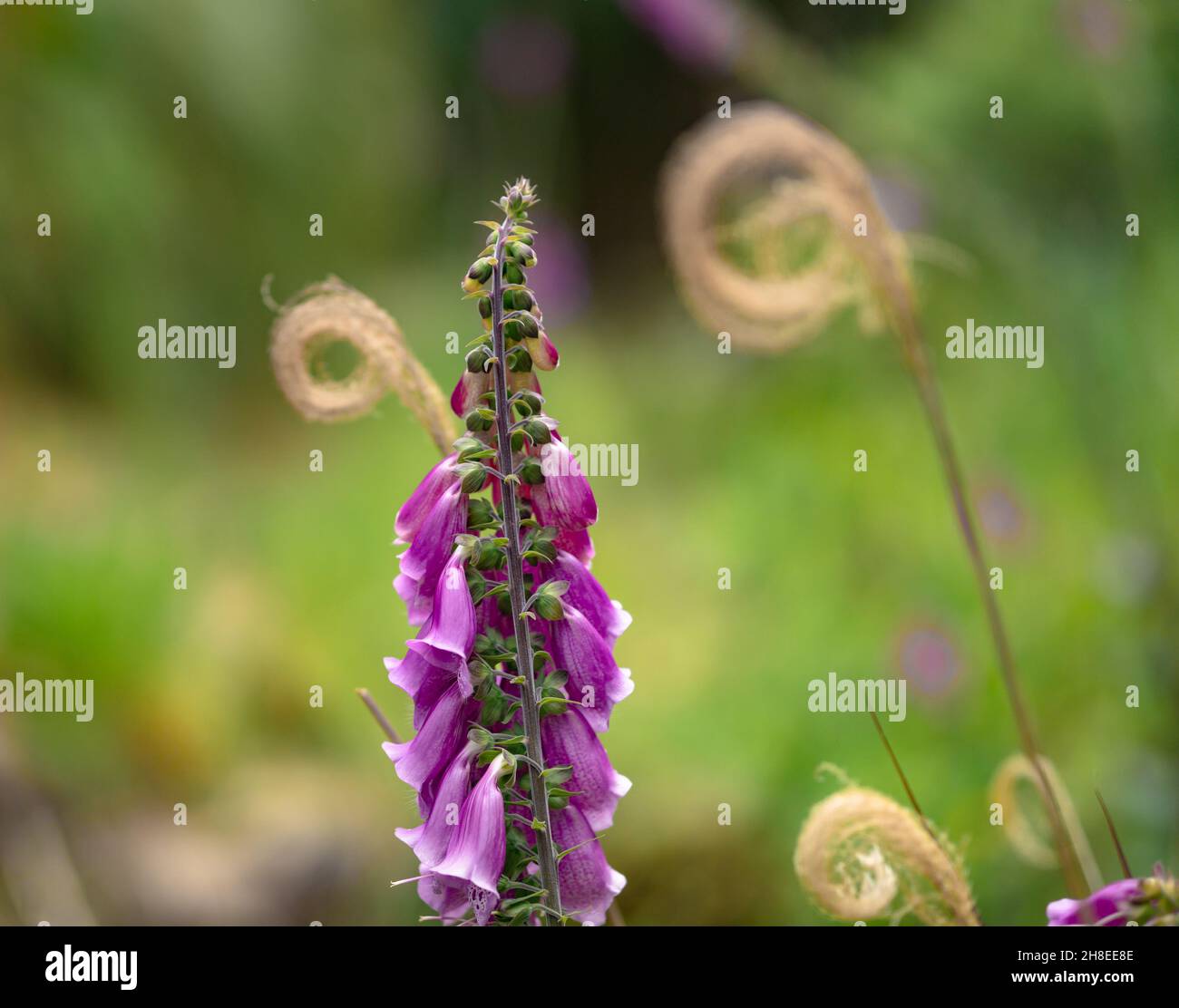 Foxglove (Digitalis purpurea). Stewart Island. New Zealand Stock Photo ...