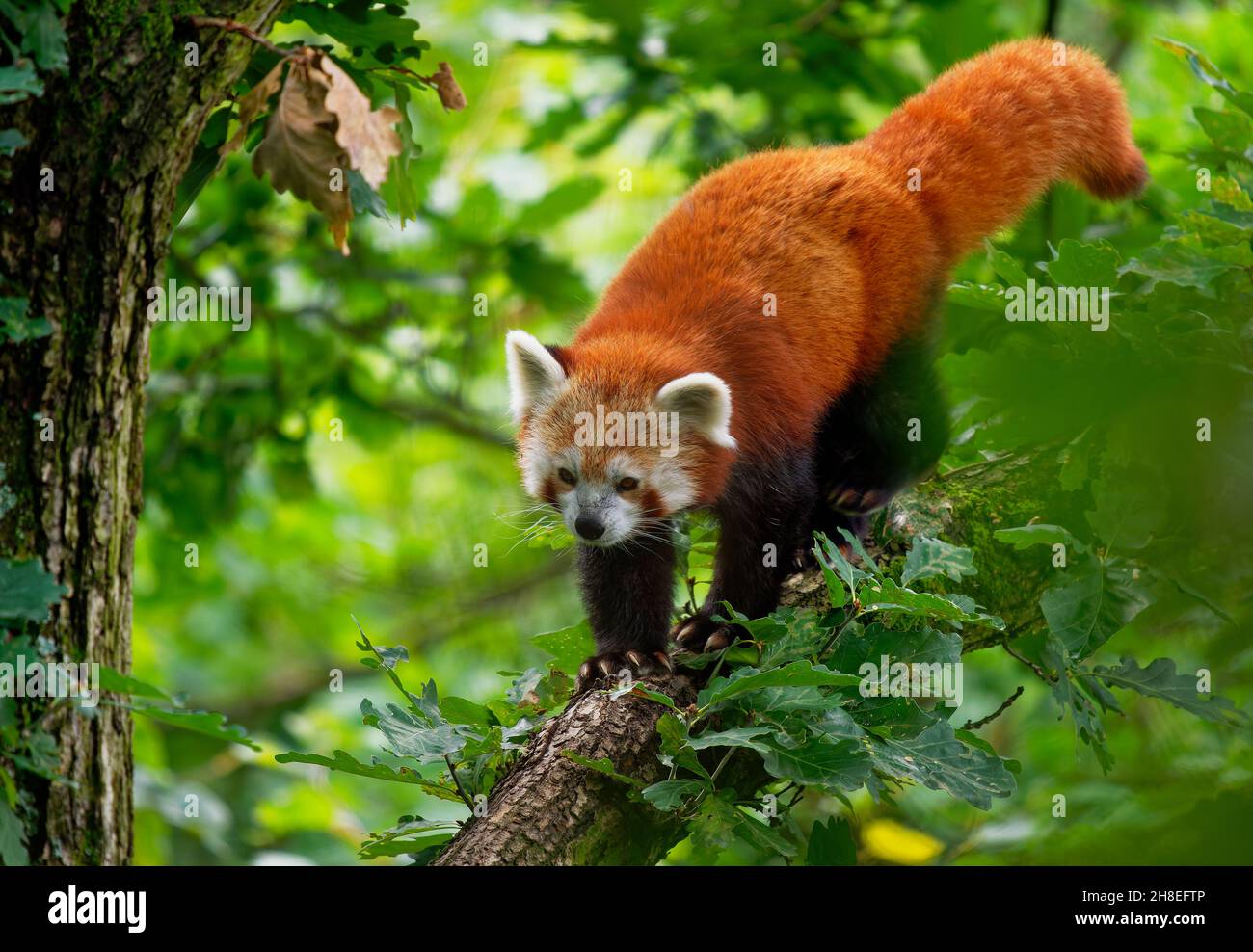 Red Panda - Ailurus fulgens walking and climbing on the branch in the forest,  carnivoran native to the eastern Himalayas and southwestern China, list Stock Photo