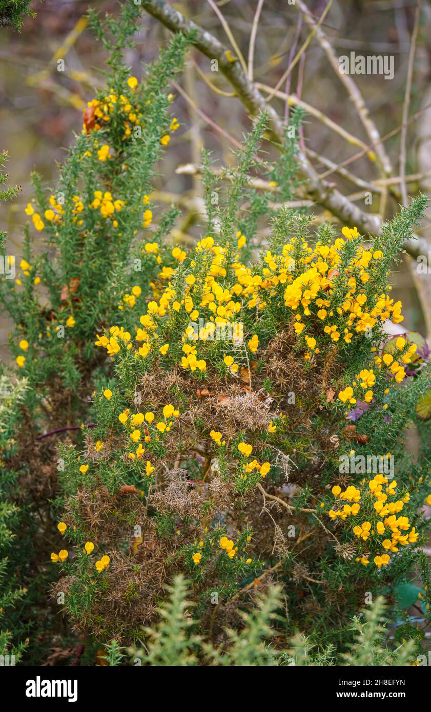 yellow Western gorse flowers (Ulex gallii) blooming in November, Salisbury Plain, Wiltshire UK Stock Photo