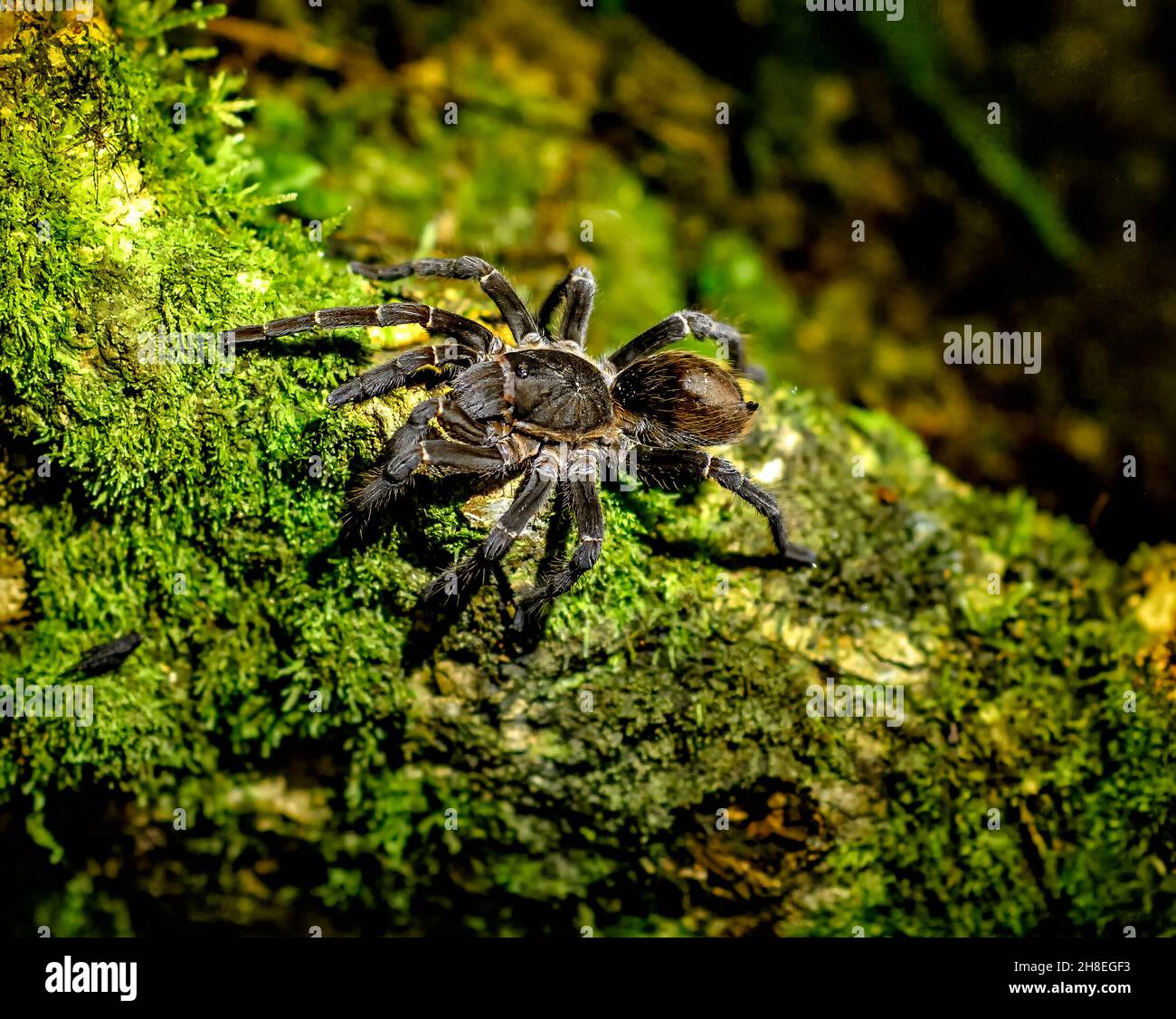 The Amazonian Tarantulas are the largest spiders in the world, this one photographed during a night walk in the Amazon Rain Forest Stock Photo