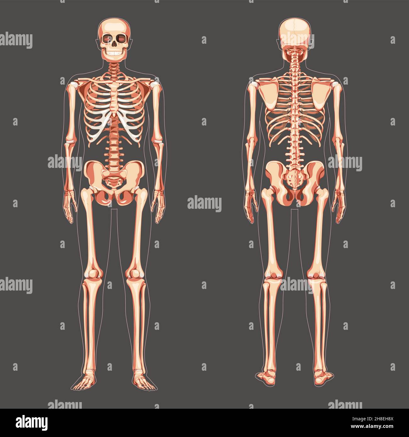 Skeleton Human diagram front back view. Set of flat natural colour concept Vector illustration didactic board of anatomy isolated on dark background medical infographic banner, human skull spine ribs  Stock Vector