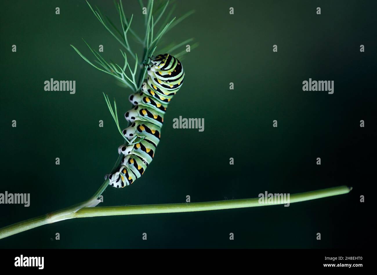 Black swallowtail caterpillar on dill host plant Stock Photo Alamy