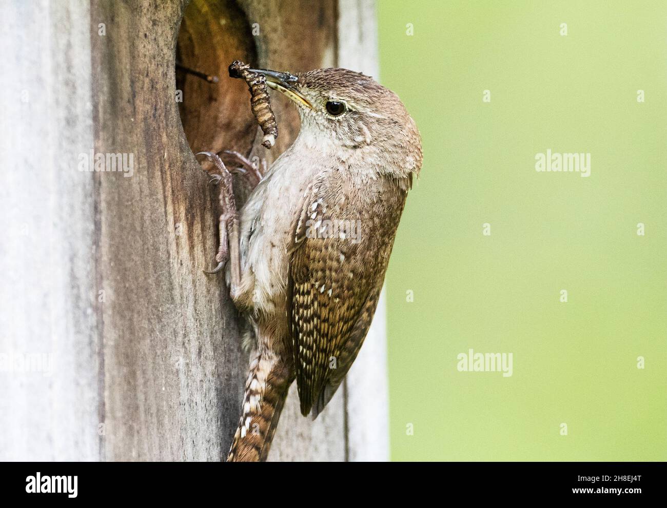 House wren with caterpillar at nest box Stock Photo Alamy