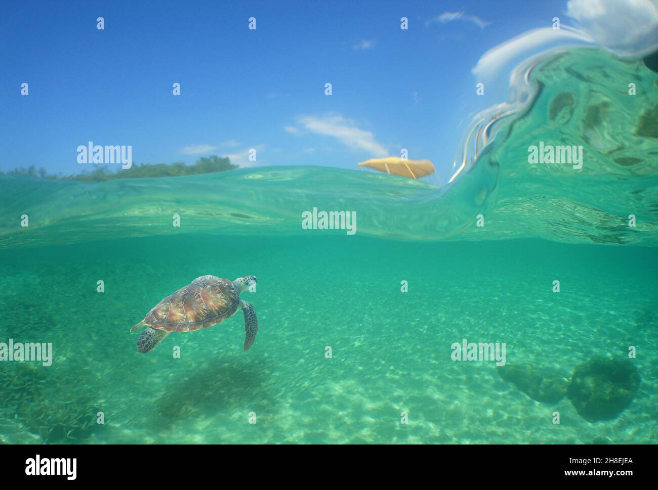 Turtle swimming in transparent sea water Stock Photo - Alamy