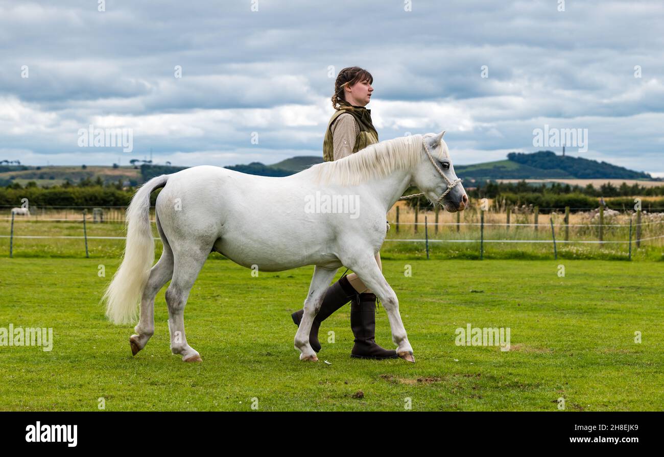 Woman leading horse at outdoor Summer horse event, East Lothian, Scotland, UK Stock Photo