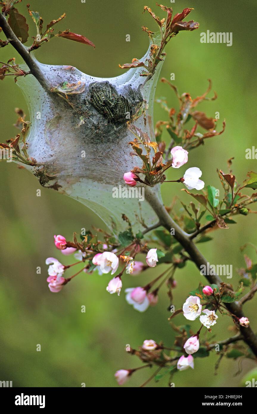 Caterpillars in their web hi-res stock photography and images - Alamy