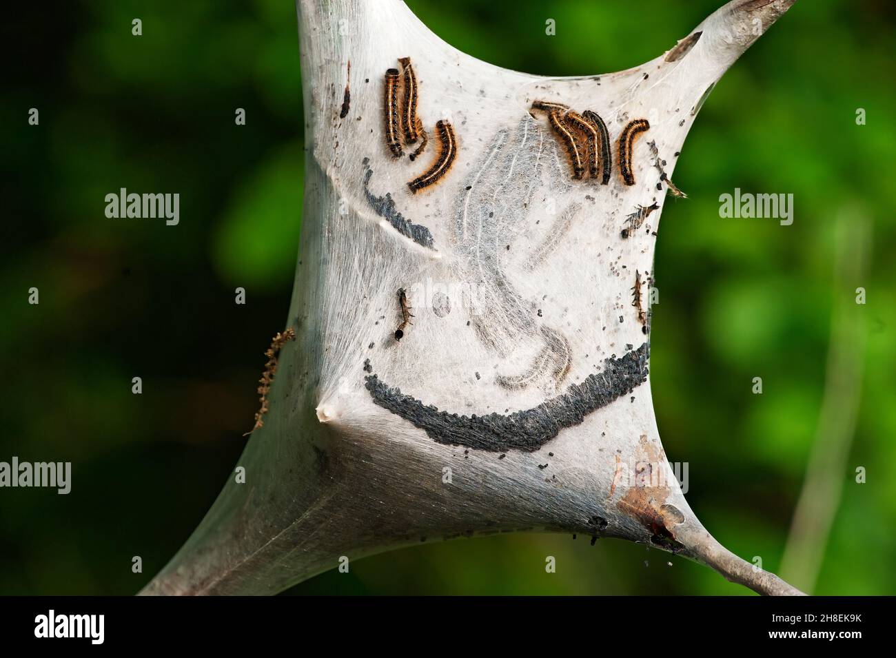 Caterpillar caterpillars insects hi-res stock photography and images ...
