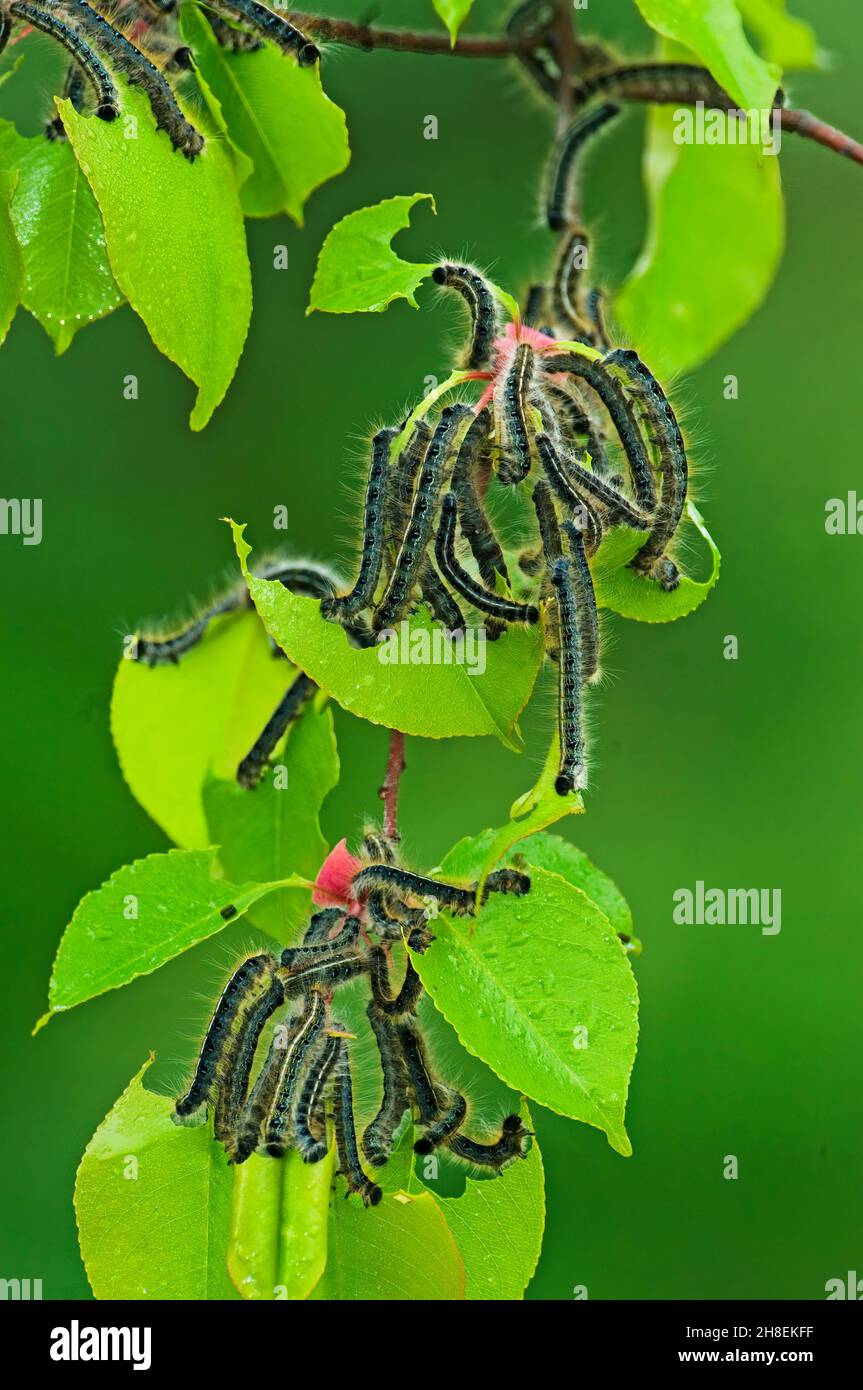 Tent caterpillar cluster on black cherry tree Stock Photo