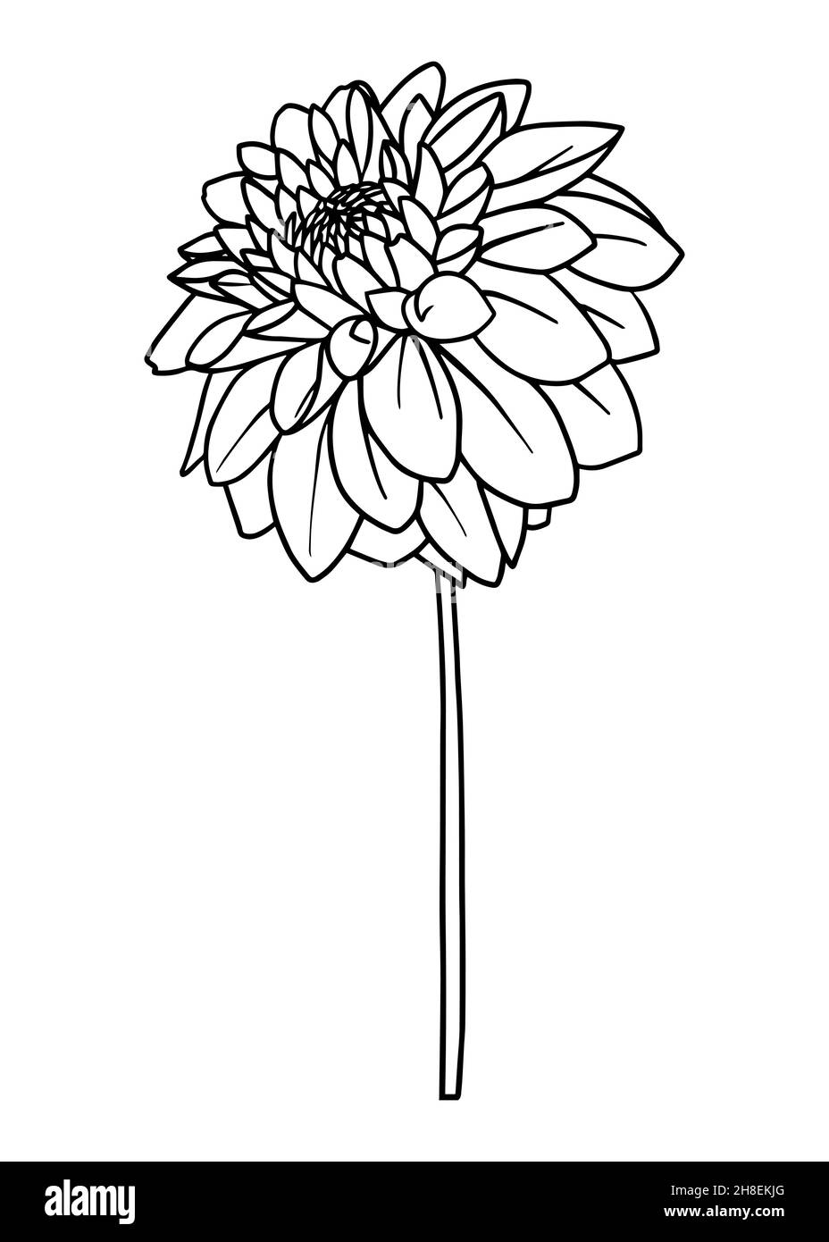 black and white dahlia clipart