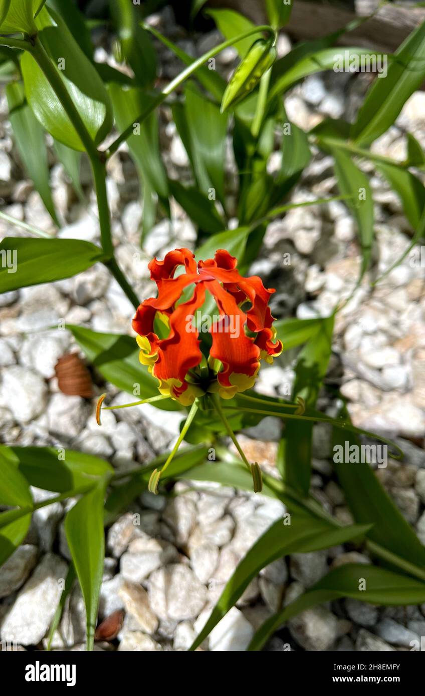 Flame lily gloriosa superba hires stock photography and images Alamy