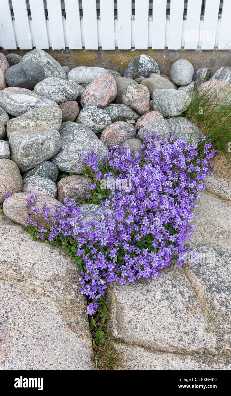 Smögen, Sweden -June 10, 2021: Flowers and stones in the village on island Stock Photo