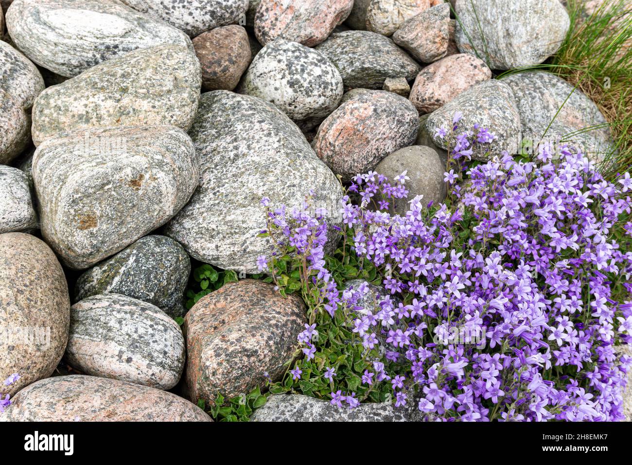 Smögen, Sweden -June 10, 2021: Close up view on typical vegetation on islands on West coast of Sweden Stock Photo
