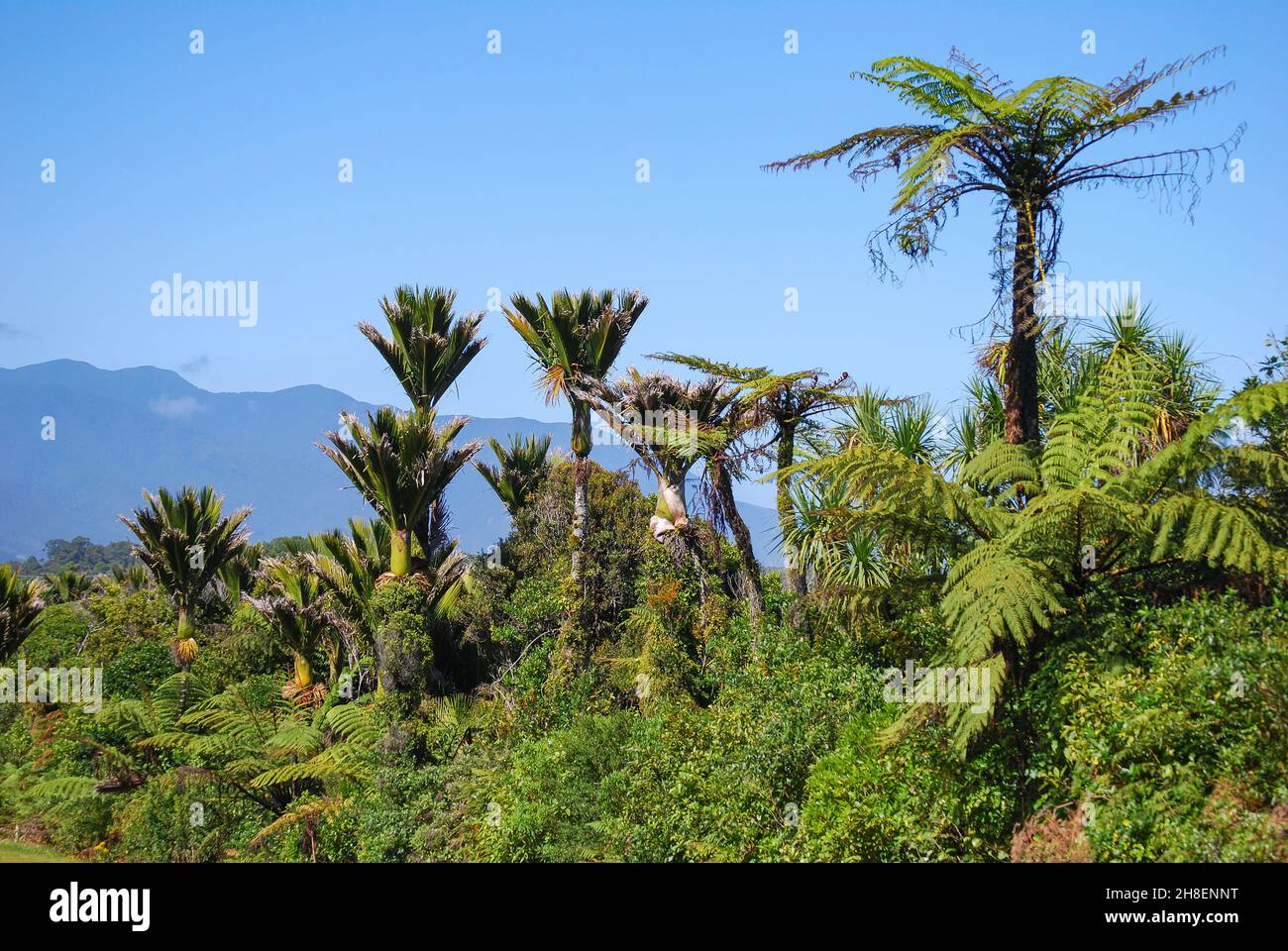 Nikau Palm trees, Punakaiki, Paparoa National Park, West Coast, South Island, New Zealand Stock Photo