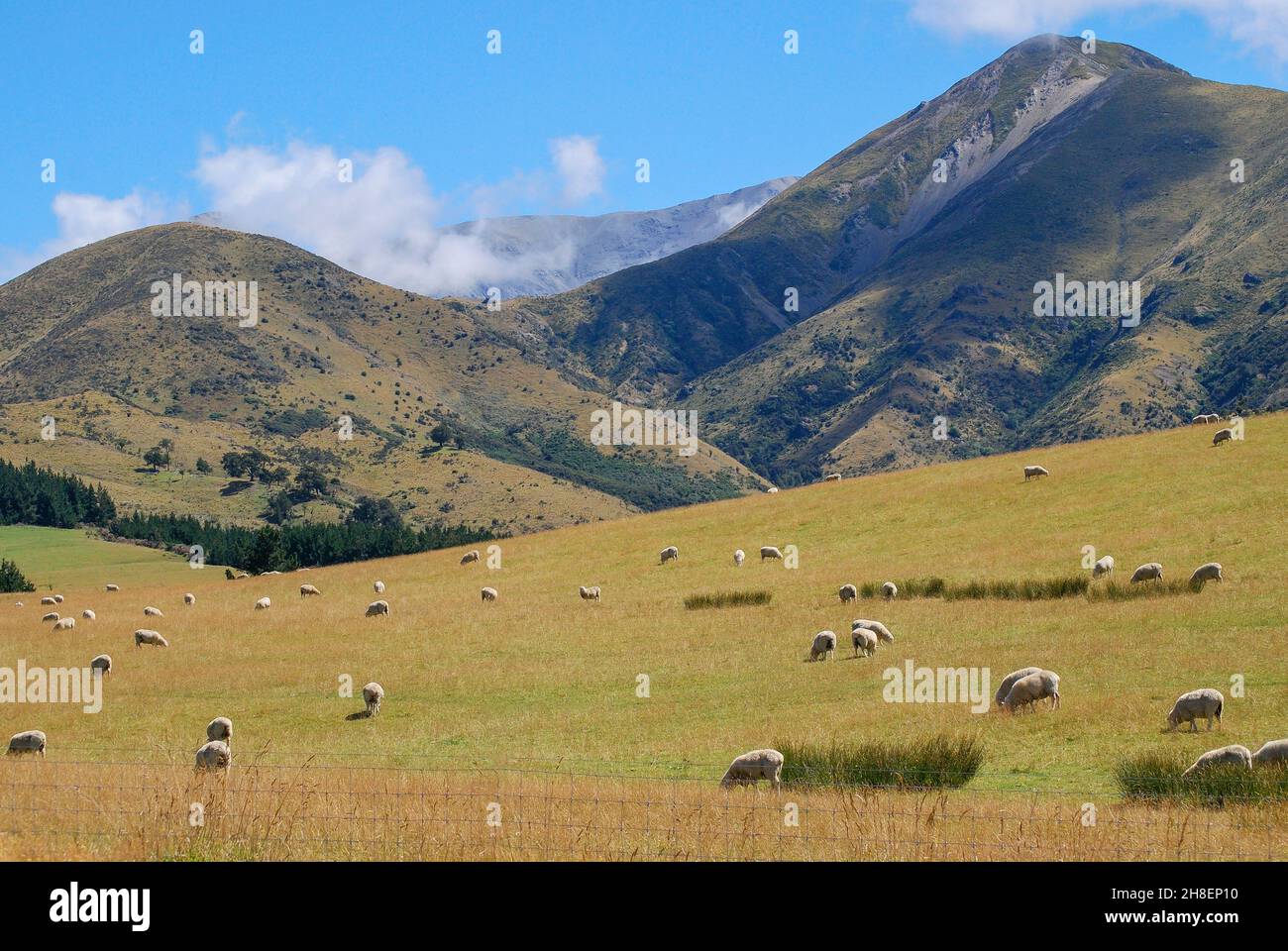 Sheep grazing in hill country, Selwyn District, Canterbury, South Island, New Zealand Stock Photo