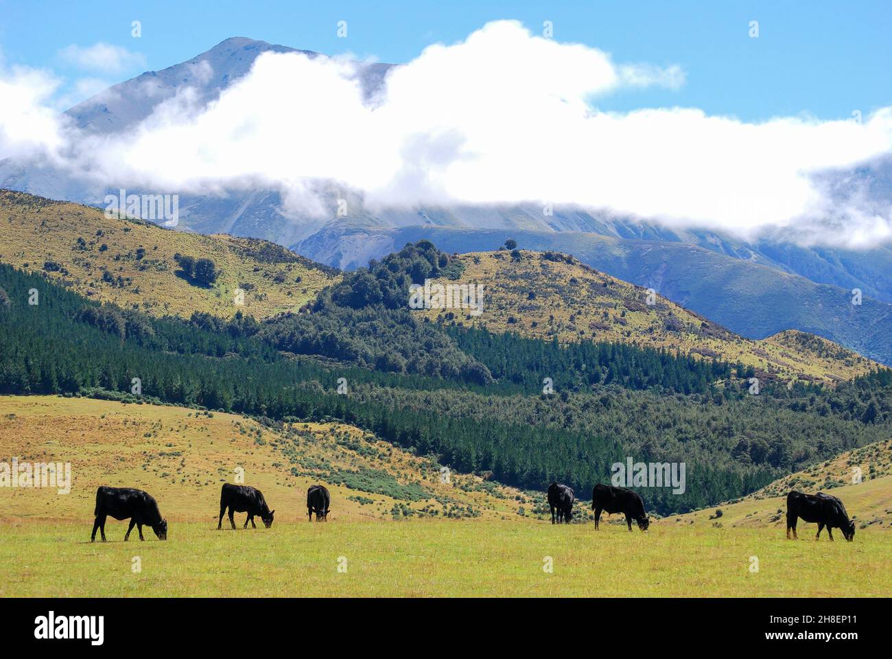 Selwyn canterbury new zealand hires stock photography and images Alamy