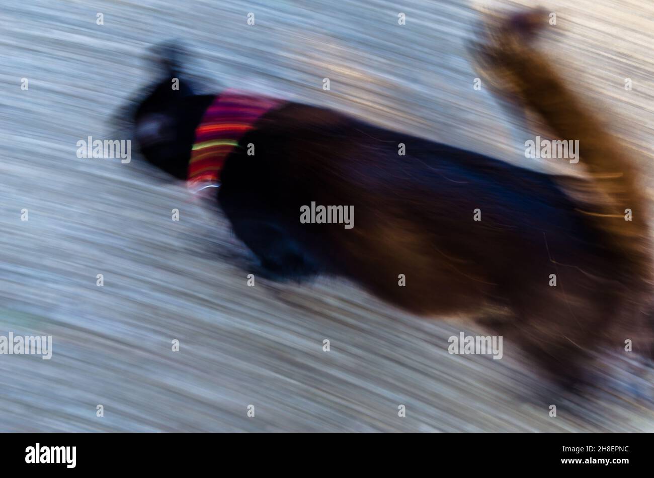 Black cat running in the yard, movement effect Stock Photo Alamy