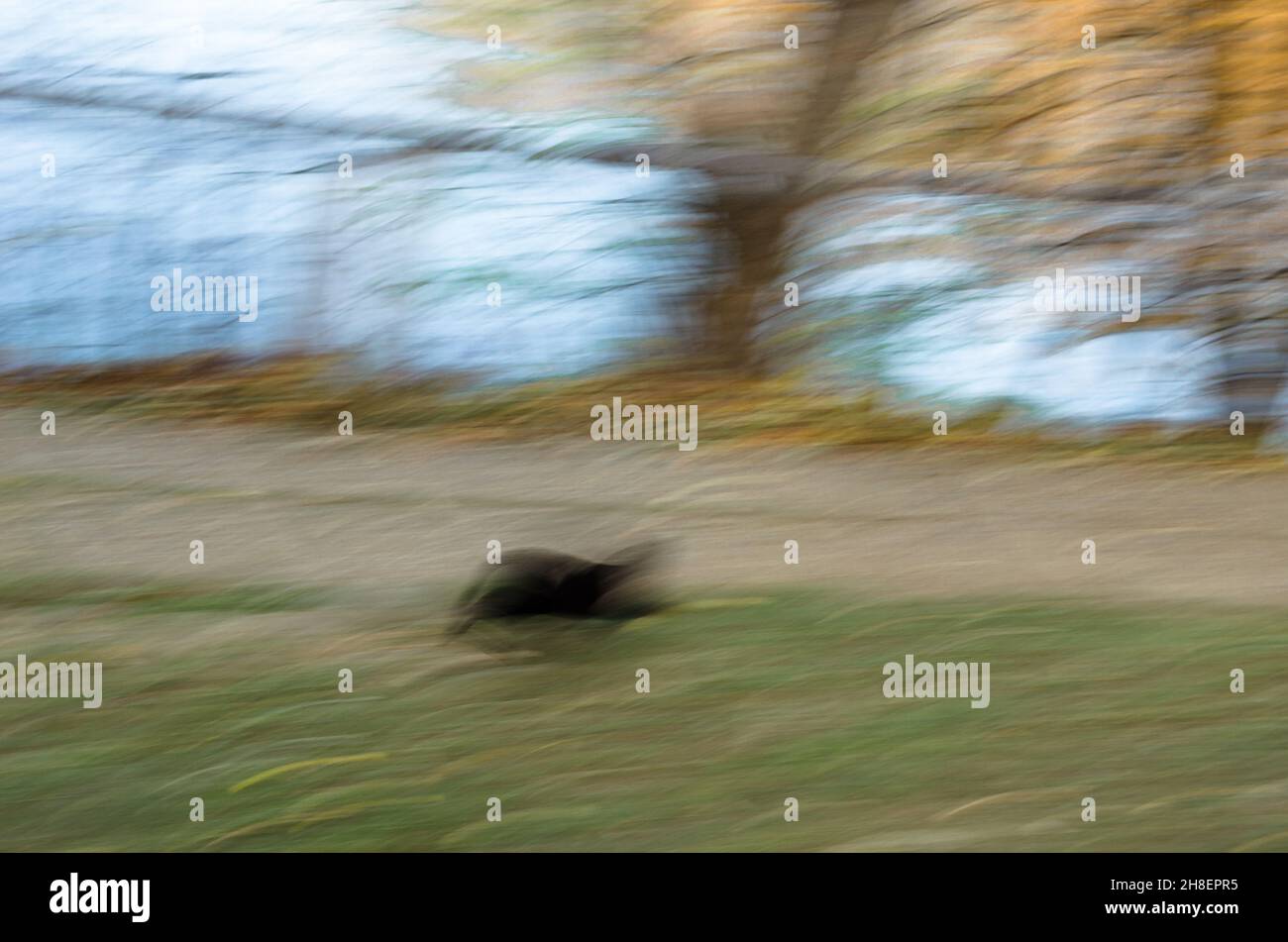 Black cat running in the yard, movement effect Stock Photo Alamy