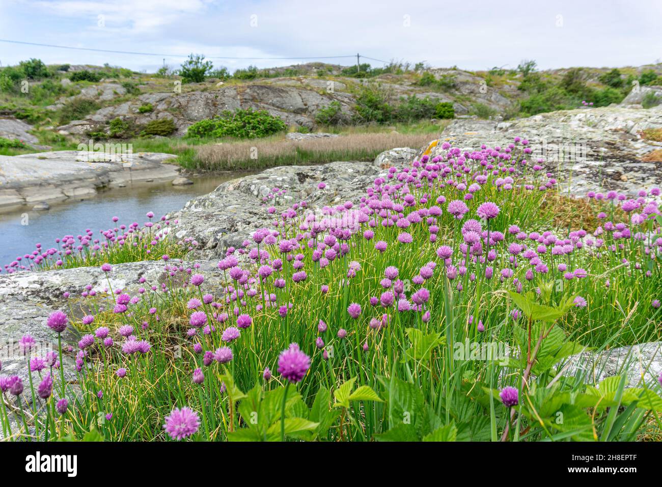 Ockero, Sweden - June 10, 2021: Lovely meadow with lilac flowers on the small hill above the water chanel Stock Photo