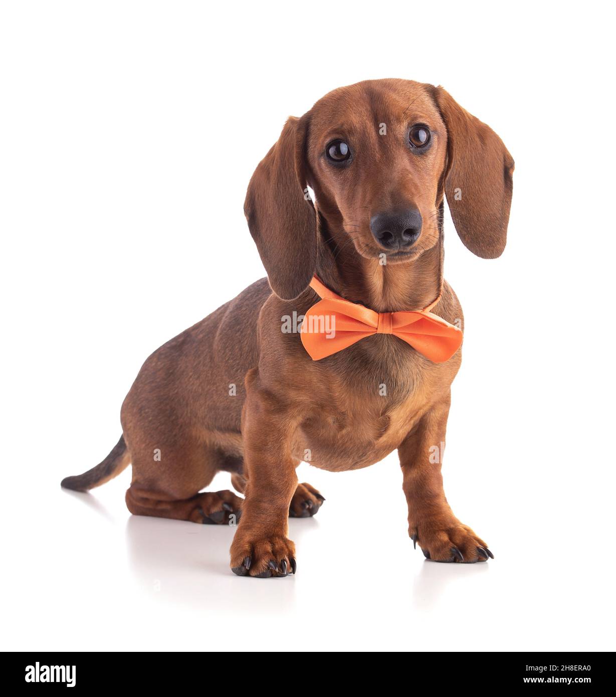 Dachshund sausage dog with an orange bow tie isolated on white background Stock Photo Alamy