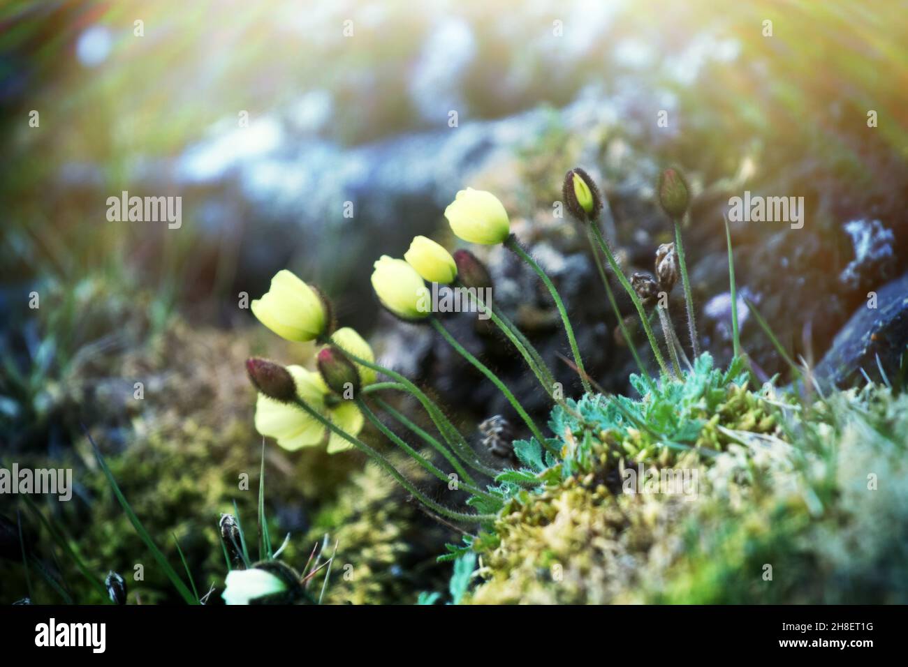 World's northernmost flower. Arctic poppy (Papaver radicatum). Only climatically adapted