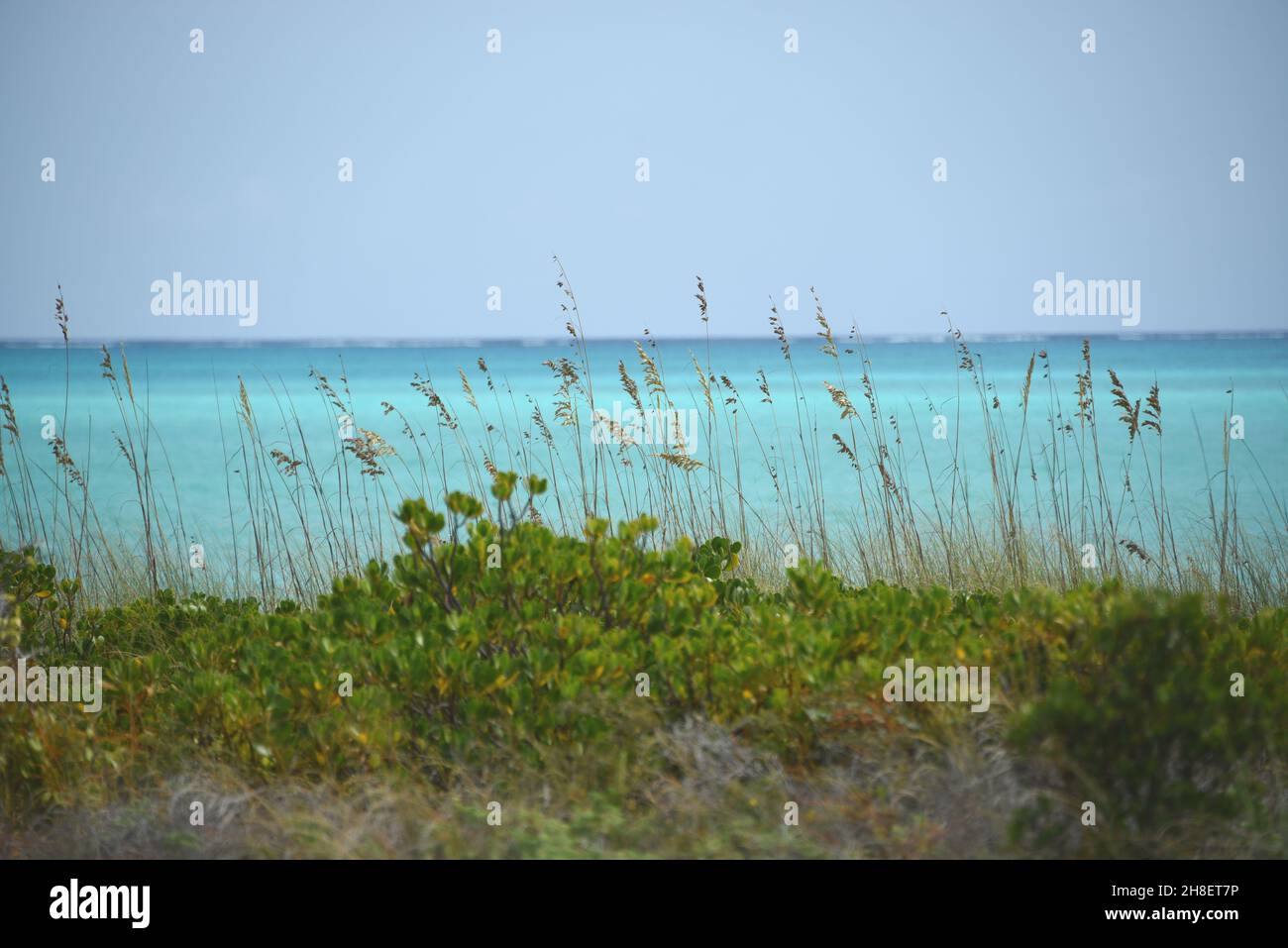 Sea Oats and tropical vegetation creates a lovely foreground contrast to the beautiful turquoise sea and blue sky on the coast of remote Mayaguana. Stock Photo