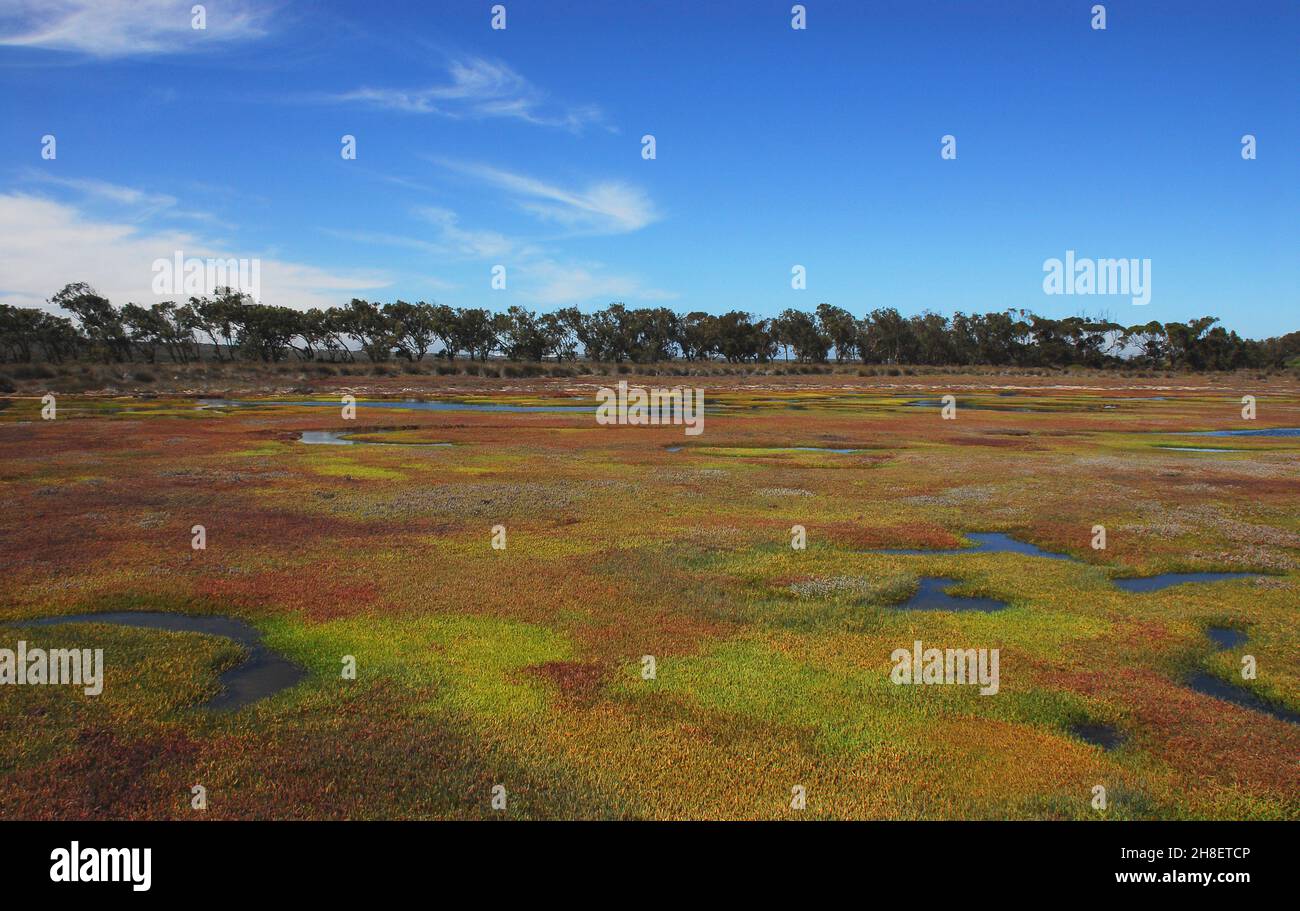 An amazing palette of colors in the marsh plants of the beautiful Langebaan Lagoon just South West of Cape Town in South Africa. Stock Photo