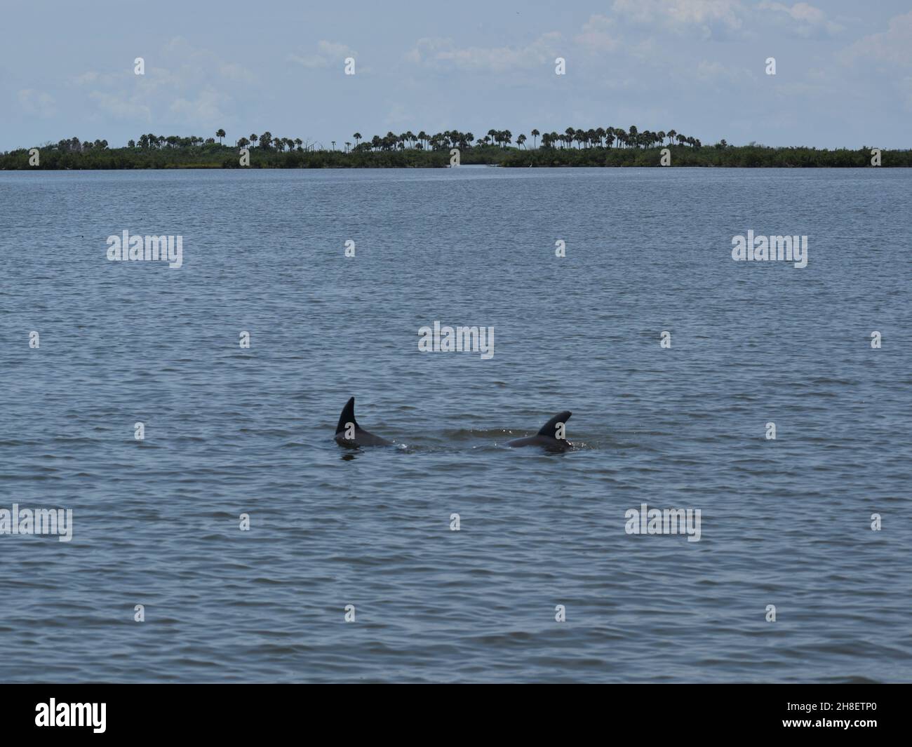 Two dolphins play in the river. Stock Photo