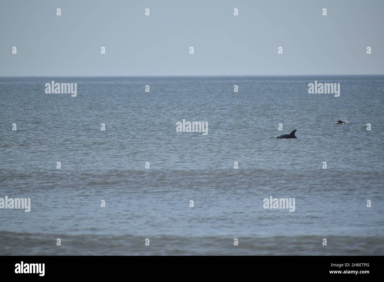Florida dolphin new smyrna hires stock photography and images Alamy