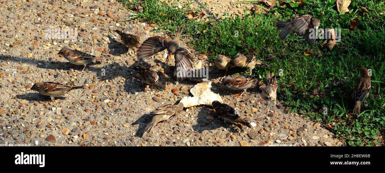 Birds Having a feast in Washington DC Stock Photo