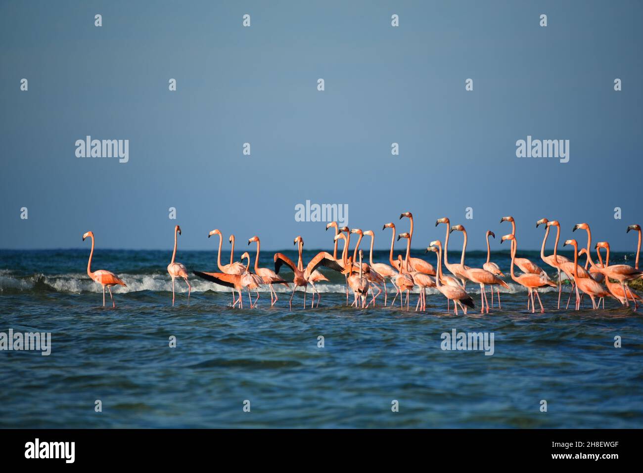 A close up view of a group of wild Flamingos about to take off from a Caribbean Sea sand bar.  Shot from a boat off the remote island of Mayaguana. Stock Photo
