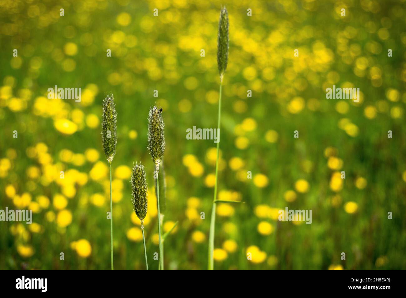 Macro seed heads in yellow wildflower meadow Stock Photo