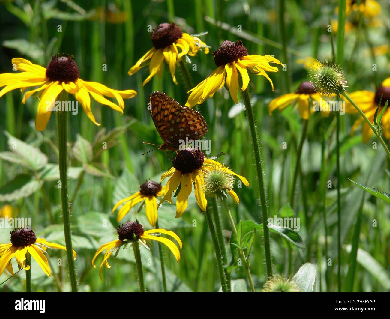 Wildlife among wildflowers hi-res stock photography and images - Alamy