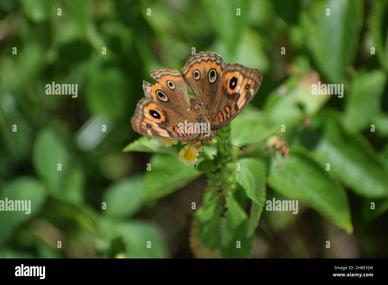 View of brown and orange butterfly from above. Stock Photo