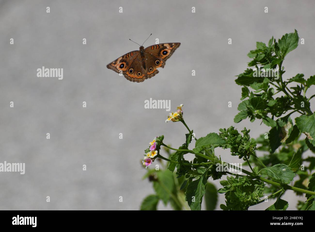 Butterfly flies away hires stock photography and images Alamy