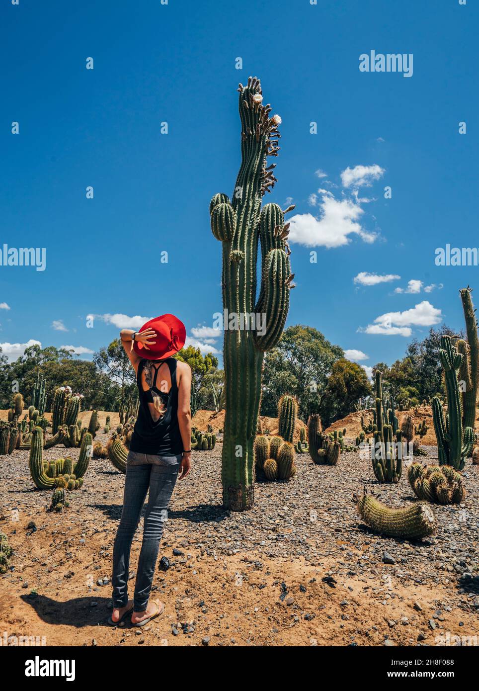 Woman looking up at tall cactus in desert, Australia Stock Photo