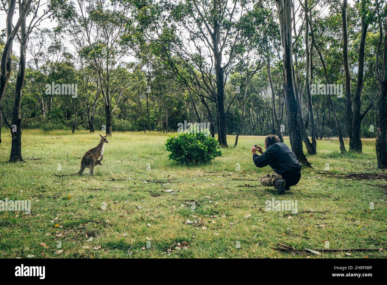 Man photographing kangaroo, Australia Stock Photo