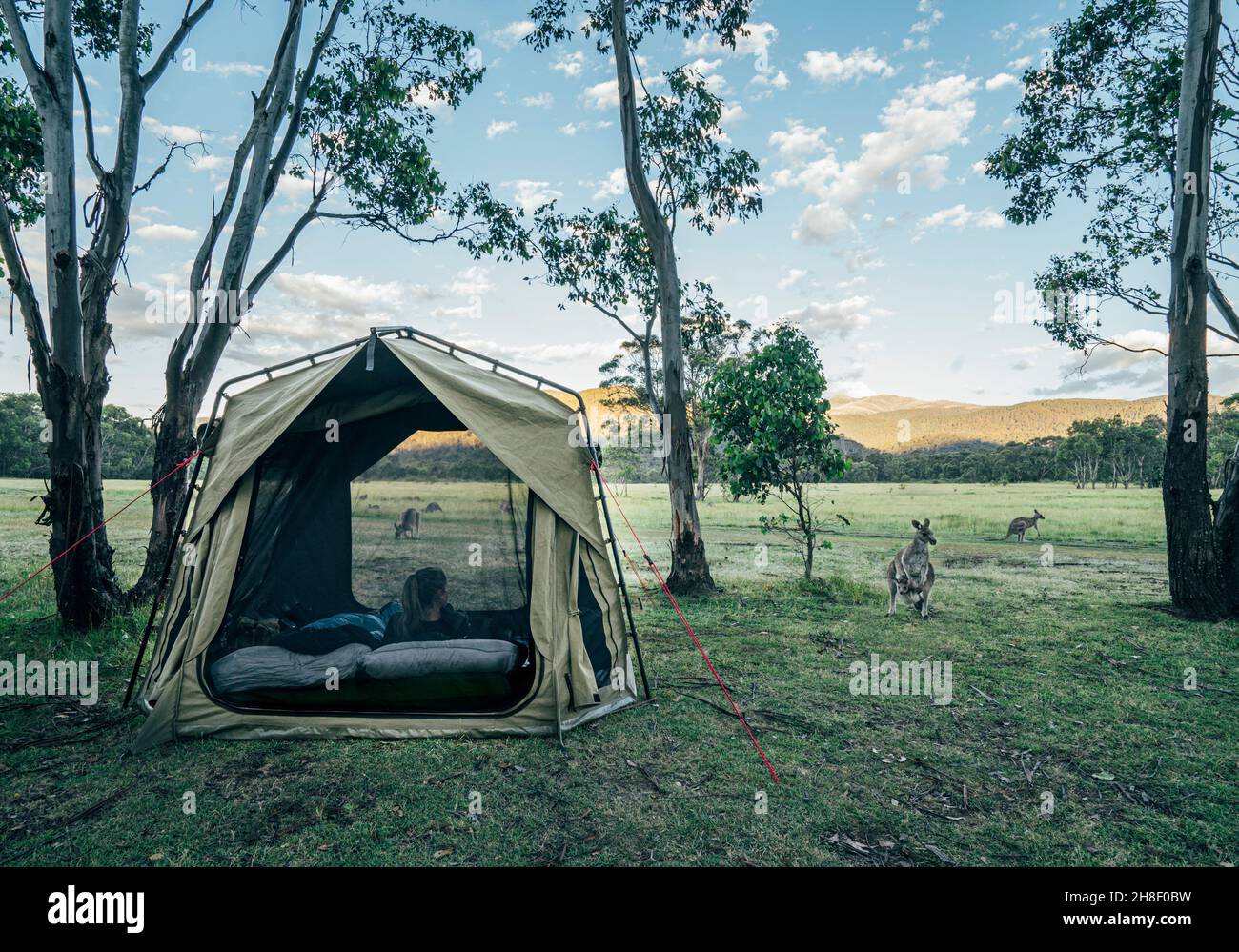 Kangaroo outside tent in remote Australian bush Stock Photo Alamy