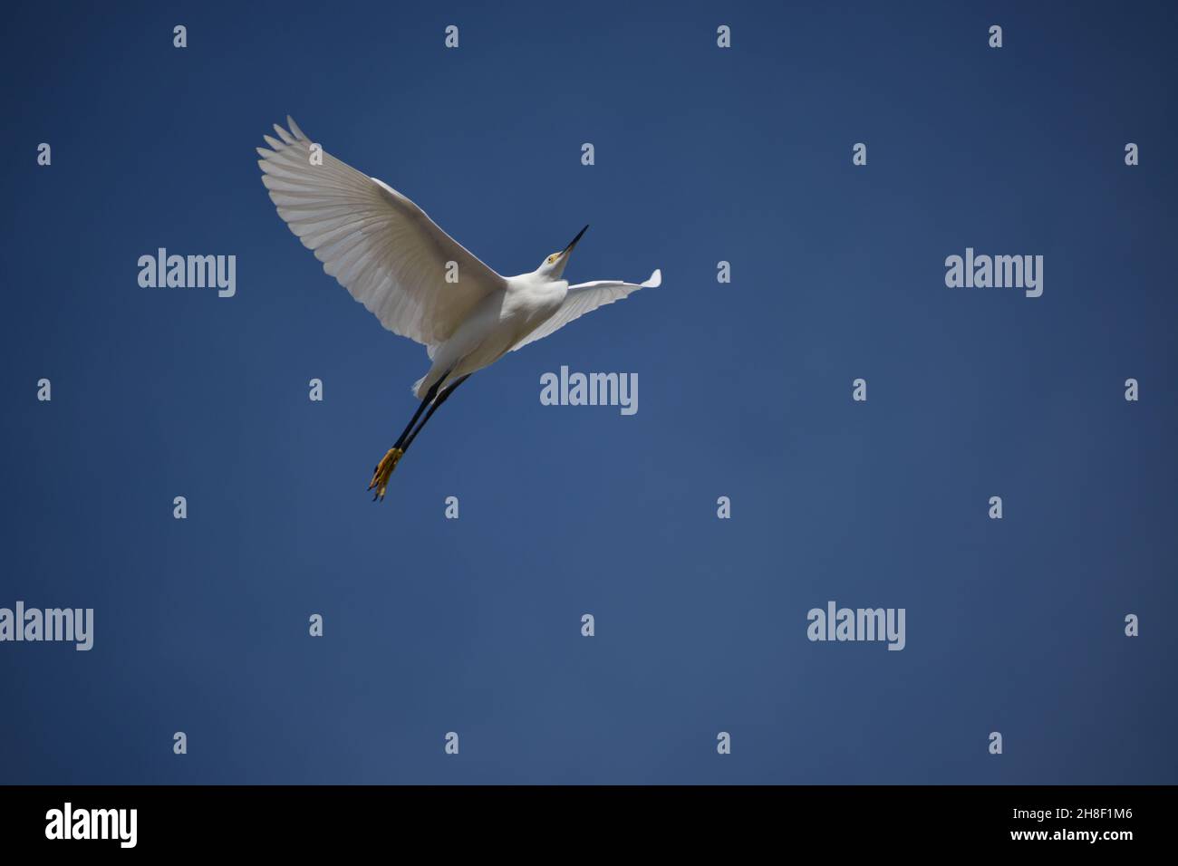 A Snowy Egret shows off its beauty flying upward against a deep blue sky. Stock Photo