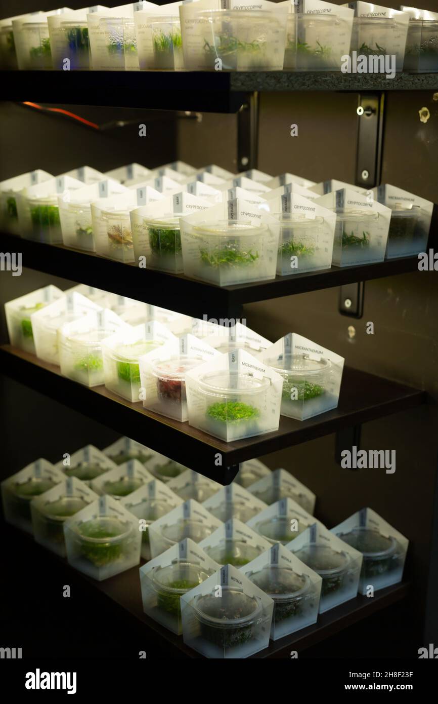 Aquatic plants for home aquariums in store Stock Photo Alamy