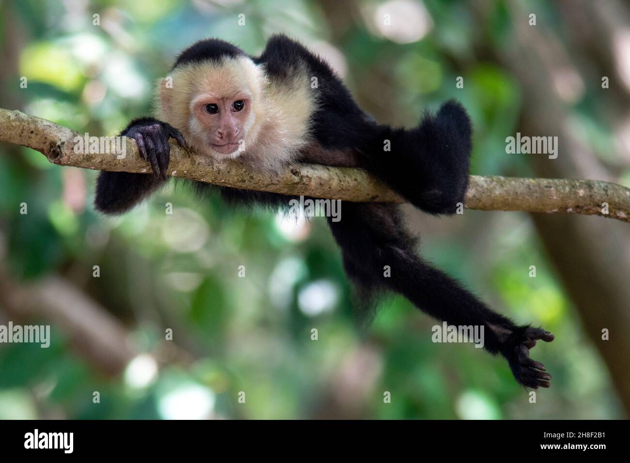 White-faced capuchin monkey - Manuel Antonio National Park - Quepos, Costa Rica Stock Photo