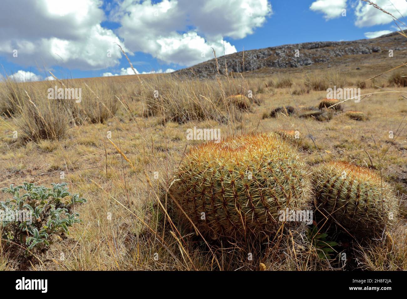 Beautiful wild specimen of a cactus whose scientific name is Oroya peruviana, an endemic plant of Peru that is in danger of extinction and with a decr Stock Photo
