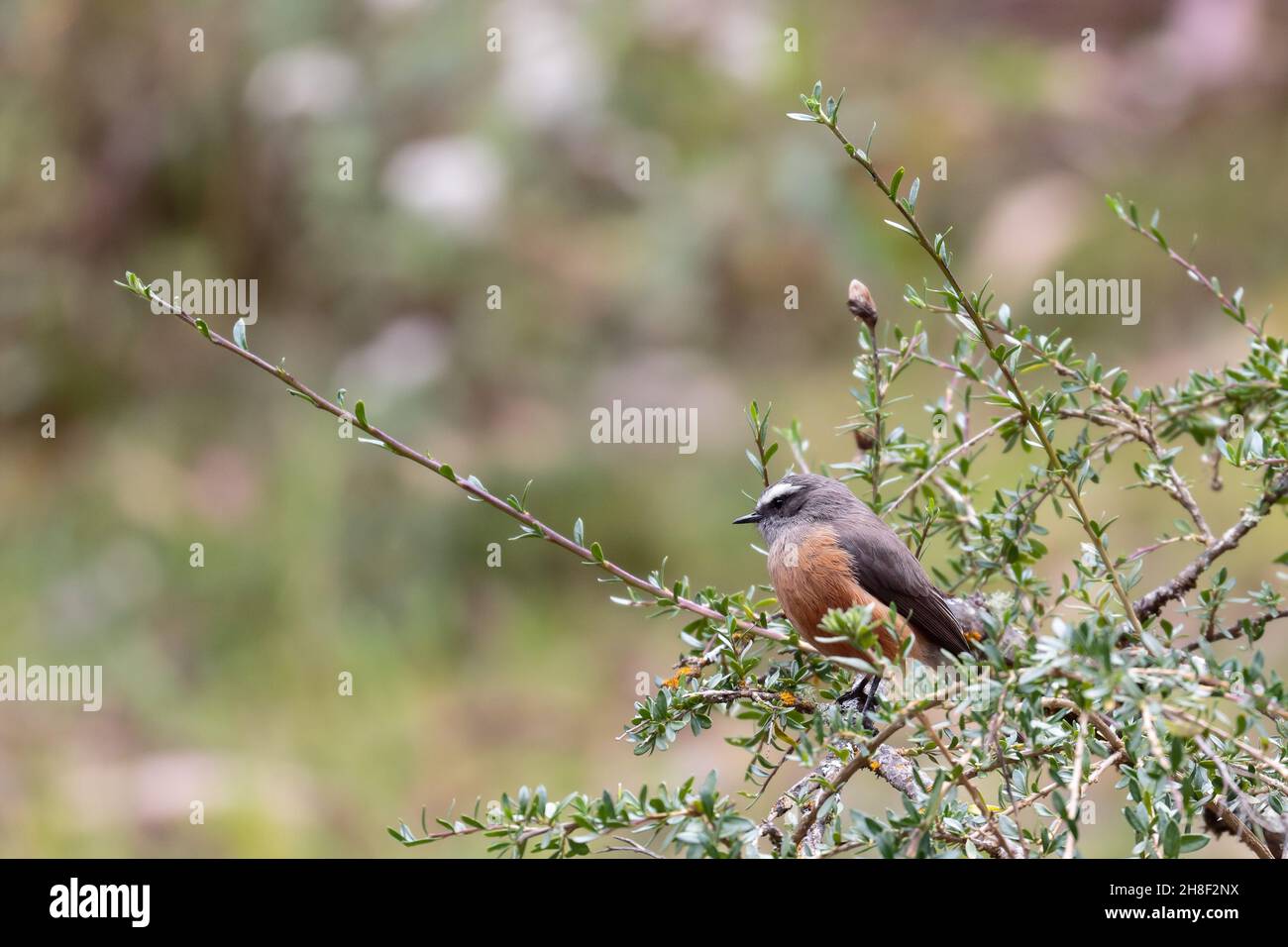 D’ORBIGNY’S CHAT-TYRANT (Ochthoeca oenanthoides), a beautiful orbigny pygmy perched on a tree at the edge of a stream in an intermountain forest. Huan Stock Photo