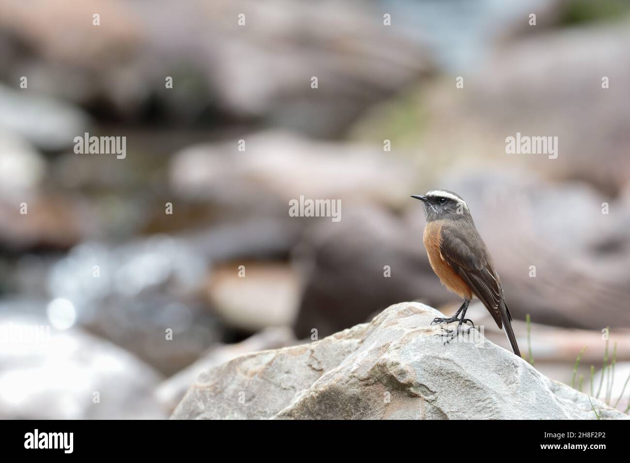 D’ORBIGNY’S CHAT-TYRANT (Ochthoeca oenanthoides), a beautiful orbigny pygmy perched on a rock at the edge of a stream in an intermountain forest. Huan Stock Photo