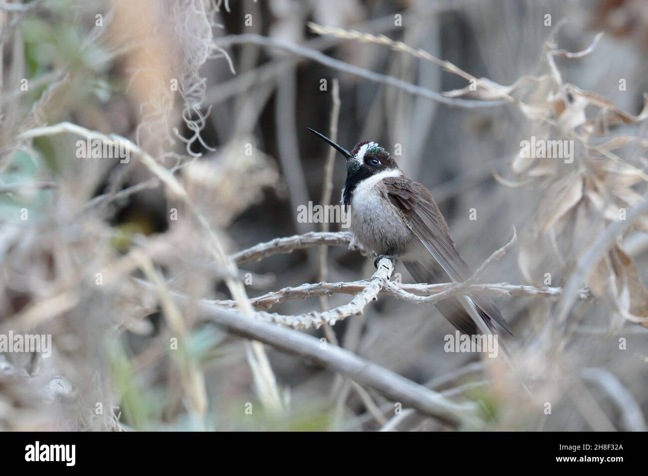 Bearded Mountaineer (Oreonympha nobilis), a beautiful specimen of a rare and unusual hummingbird to observe, in the photograph an adult specimen perch Stock Photo